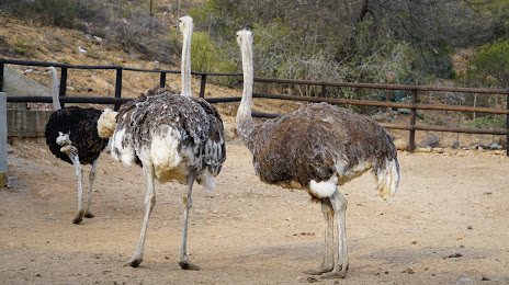 Cango Ostrich Farm, 