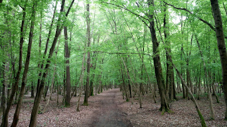 Natural Mesola Forest Reserve, Porto Tolle