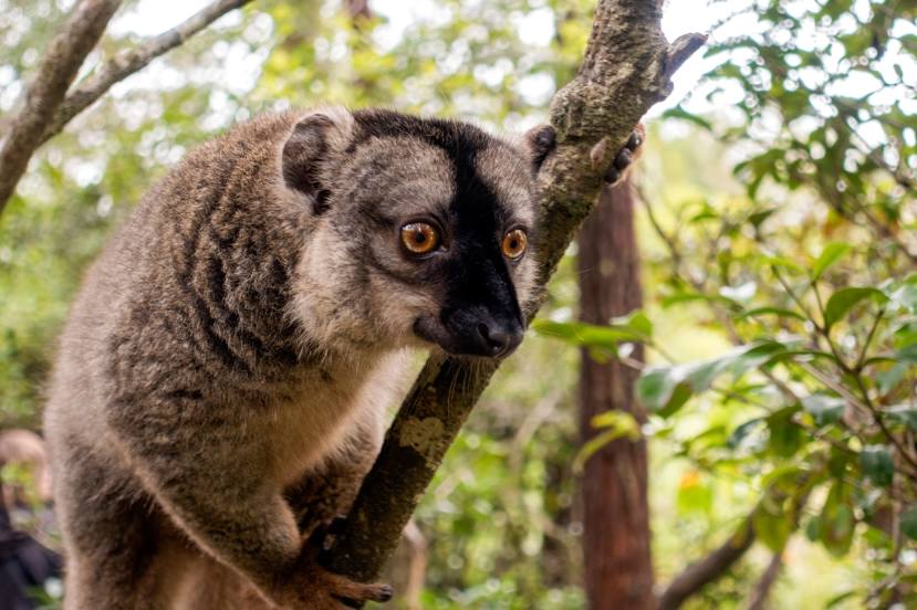 Lemur Park, Ανταναναρίβο