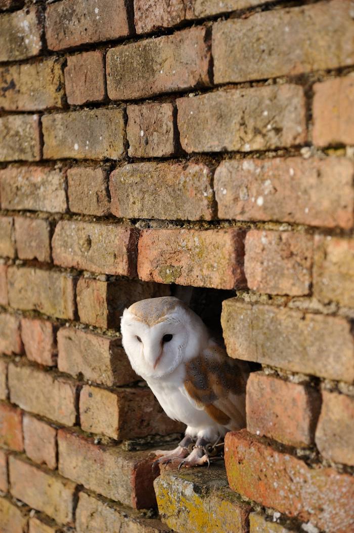 Barn Owl Centre, Gloucester
